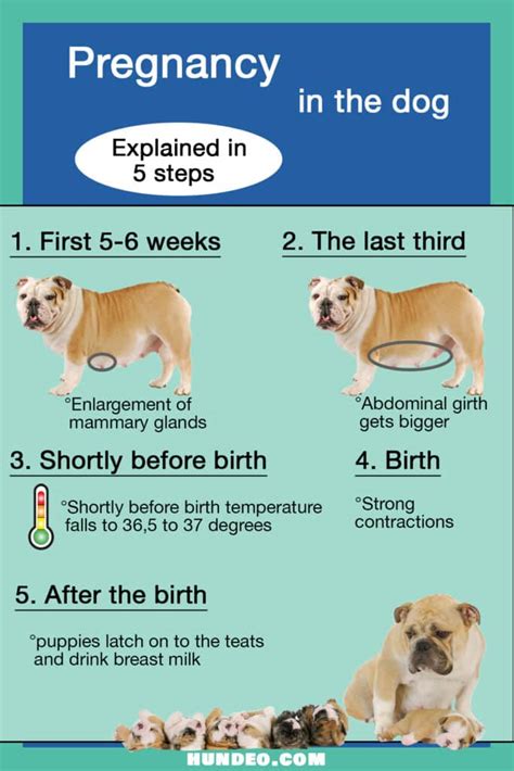 dog nipple discharge not pregnant|Why, if my dog is not pregnant, are his nipples。